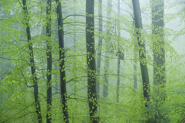 Forest immersed in fog during spring, Slovenia