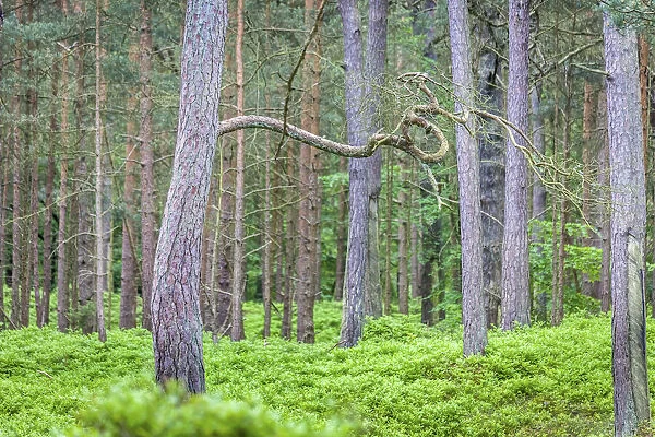 Forest in the National Park Vorpommersche Boddenlandschaft, Mecklenburg-Western Pomerania
