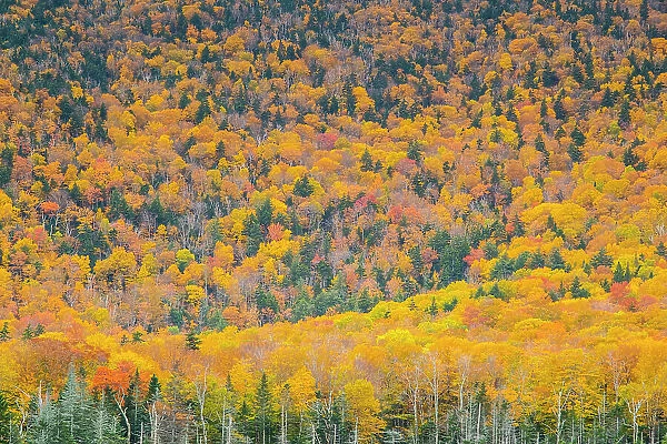 Forest near Route 112, New Hampshire, USA