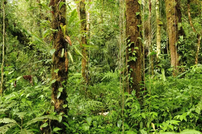 Framed Print : Forest at Parque Nacional de Amistad near Boquete, Panama, Central America