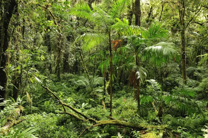Framed Print : Forest at Parque Nacional de Amistad near Boquete, Panama, Central America Framed Print : Forest at Parque Nacional de Amistad near Boquete, Panama, Central America