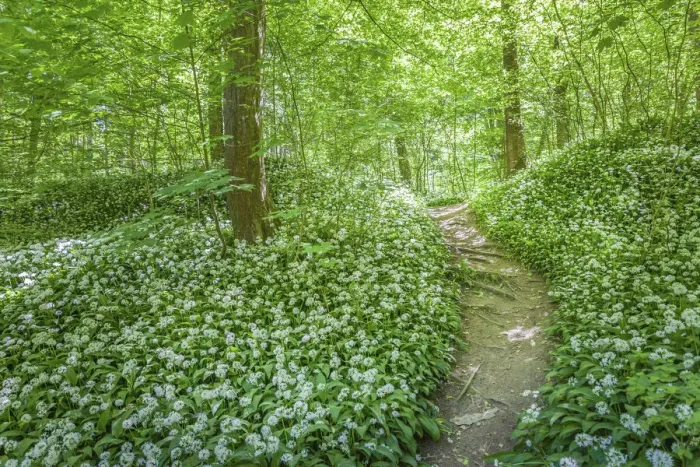 Framed Print : Forest path to Dondalen waterfall near Gudhjem, Bornholm, Denmark