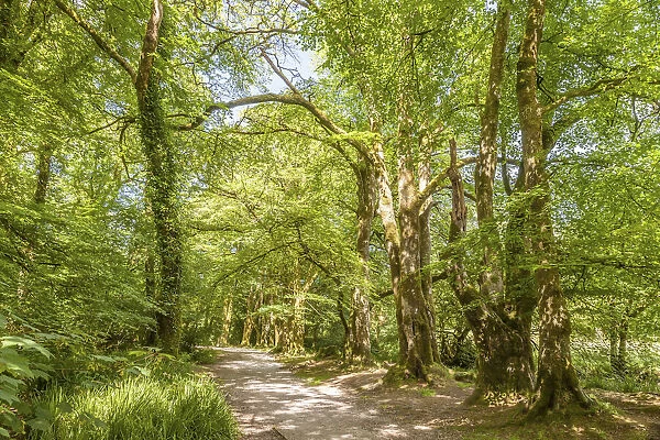 Forest path on the Fowey River St Neots, Bodmin Moor, Cornwall, England