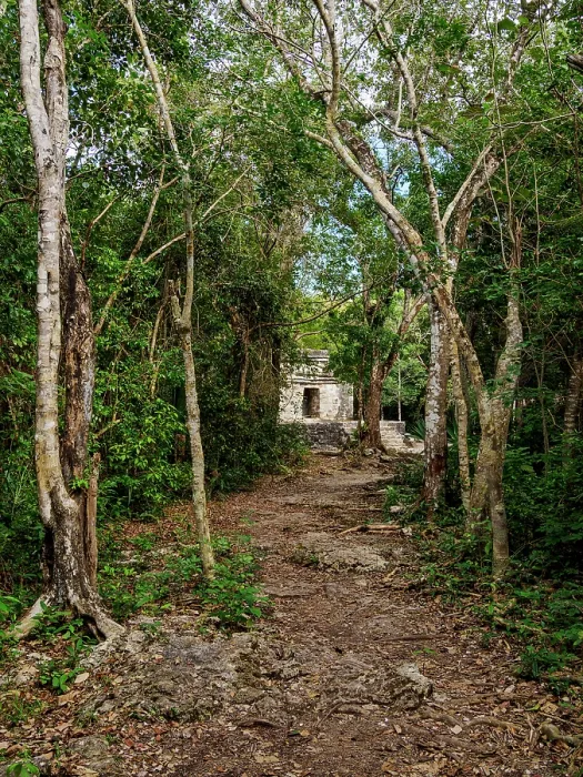 Framed Print : Forest pathway towards Templo Nohoch Nah, Big House Temple, San Gervasio Archaeological Site, Cozumel Island, Quintana Roo State, Mexico Framed Print : Forest pathway towards Templo Nohoch Nah, Big House Temple, San Gervasio Archaeological Site, Cozumel Island, Quintana Roo State, Mexico