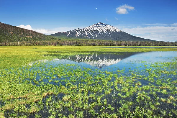 Forest pond am Sparks Lake with Mount Bachelor - USA, Oregon, Deschutes, Cascade Lakes