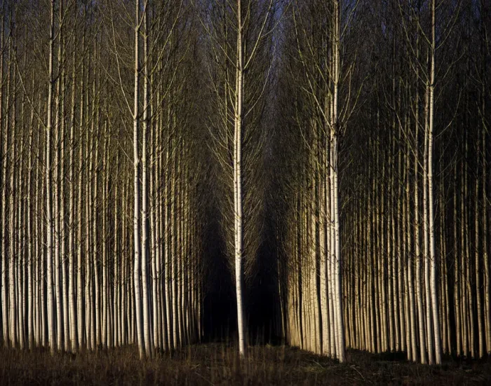 Framed Print : A forest of poplars at Geria, Coimbra, Portugal Framed Print : A forest of poplars at Geria, Coimbra, Portugal