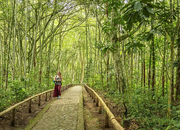 Forest in San Agustin Archaeological Park, Huila Department, Colombia