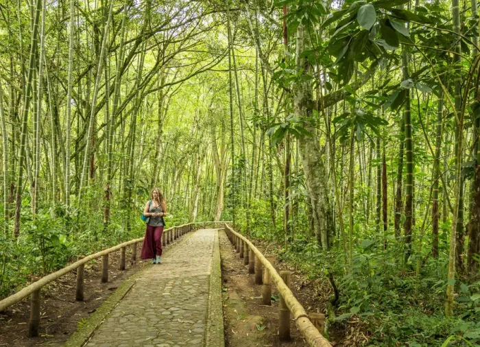 Framed Print : Forest in San Agustin Archaeological Park, Huila Department, Colombia Framed Print : Forest in San Agustin Archaeological Park, Huila Department, Colombia