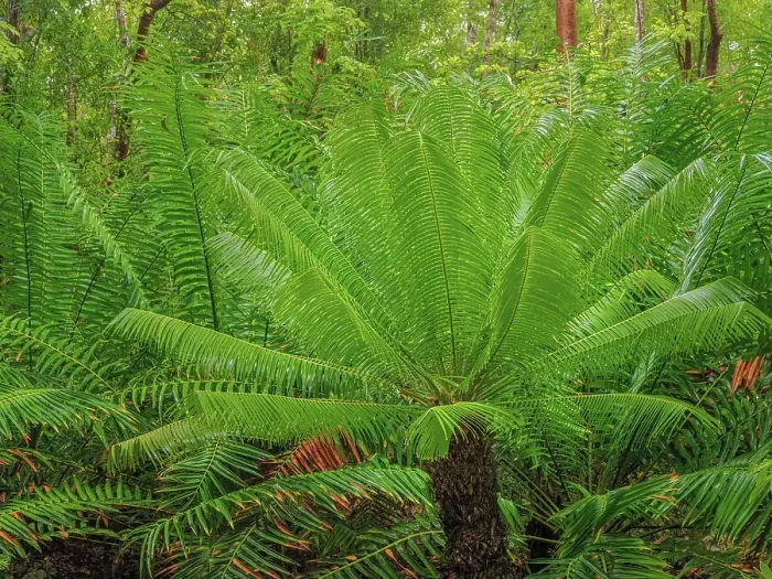 Framed Print : Forest scene from Grand Cayman, Cayman Islands, British West Indies