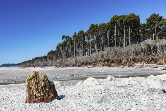 Framed Print : Forest by the seashore along the rugged west coast in New Zealand southern island Framed Print : Forest by the seashore along the rugged west coast in New Zealand southern island