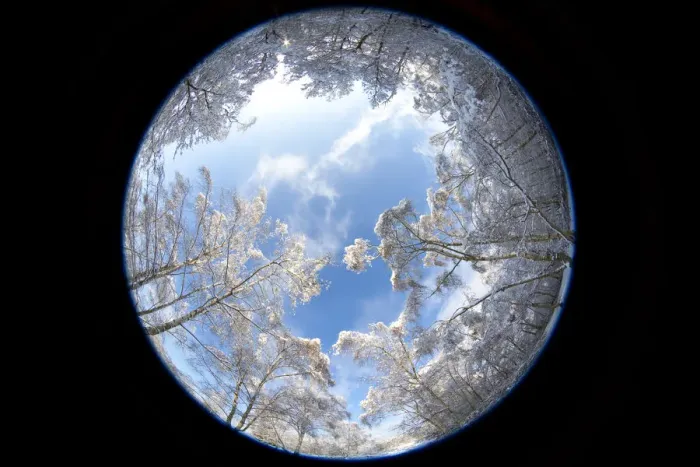 Framed Print : Forest in snow
