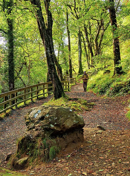 Forest Trail to The Spinc, Glendalough, County Wicklow, Ireland