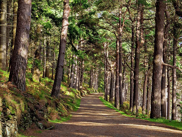 Forest Trail by the Upper Lake, Glendalough, County Wicklow, Ireland