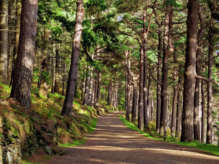 Framed Print : Forest Trail by the Upper Lake, Glendalough, County Wicklow, Ireland Framed Print : Forest Trail by the Upper Lake, Glendalough, County Wicklow, Ireland