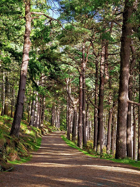 Forest Trail by the Upper Lake, Glendalough, County Wicklow, Ireland