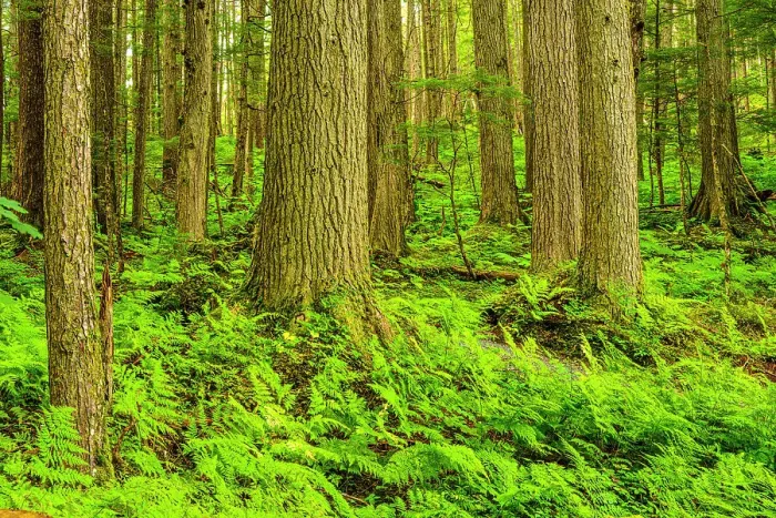 Framed Print : Forest tree trunks with shield fern (Dryopteris expansa) in the understory, Jensen-Olsen Arboretum, Juneau, Alaska, USA Framed Print : Forest tree trunks with shield fern (Dryopteris expansa) in the understory, Jensen-Olsen Arboretum, Juneau, Alaska, USA