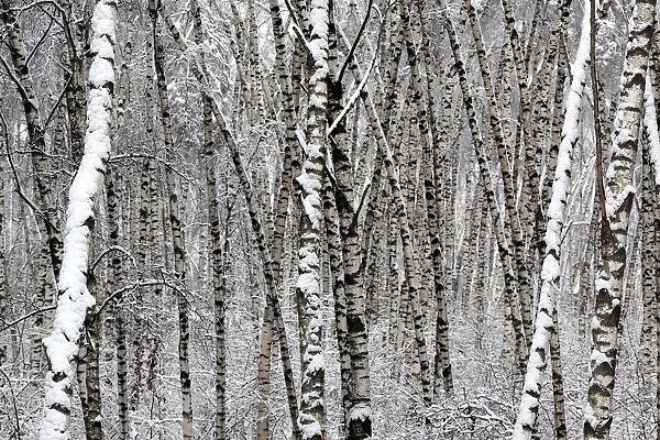 Forest at winter, Moscow, Russia