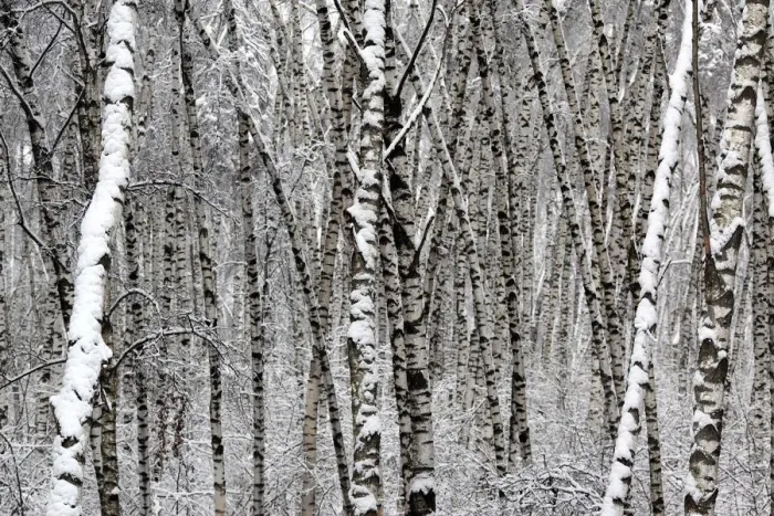 Framed Print : Forest at winter, Moscow, Russia Framed Print : Forest at winter, Moscow, Russia