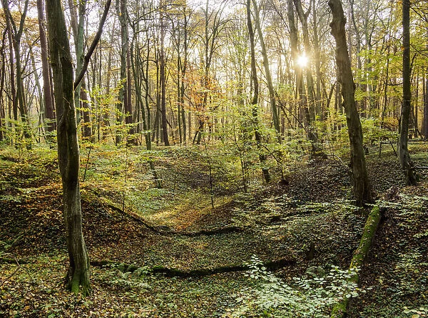 Forest in Wodny Dol Nature Reserve, Lublin Voivodeship, Poland