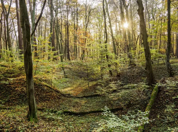 Framed Print : Forest in Wodny Dol Nature Reserve, Lublin Voivodeship, Poland Framed Print : Forest in Wodny Dol Nature Reserve, Lublin Voivodeship, Poland