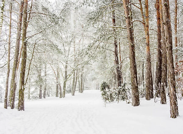 Forest by the Zemborzycki Lake at snowstorm, Lublin Voivodeship, Poland