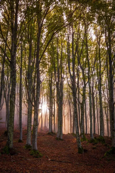 Framed Print : Foreste Casentinesi National Park, Badia Prataglia, Tuscany, Italy Backlight in Framed Print : Foreste Casentinesi National Park, Badia Prataglia, Tuscany, Italy Backlight in