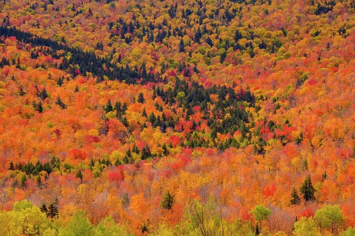 Framed Print : Forested slopes in autumn, Gorham, New Hampshire, USA Framed Print : Forested slopes in autumn, Gorham, New Hampshire, USA