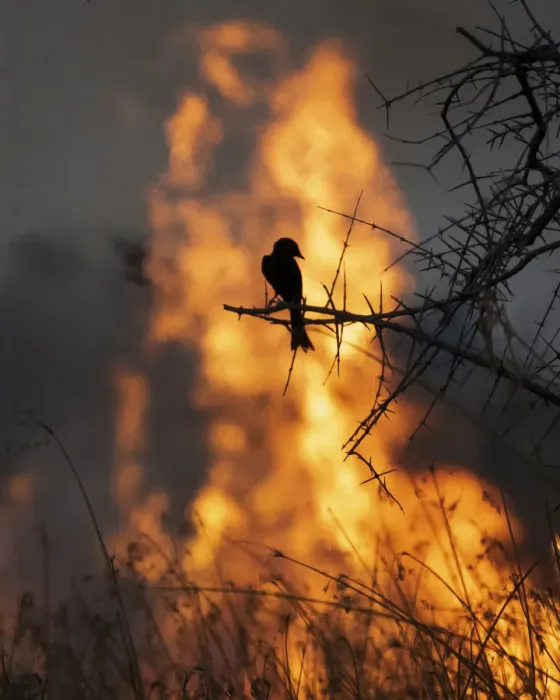Framed Print : Fork Tailed Drongo and bushfire, Okavango Delta, Botswana Framed Print : Fork Tailed Drongo and bushfire, Okavango Delta, Botswana