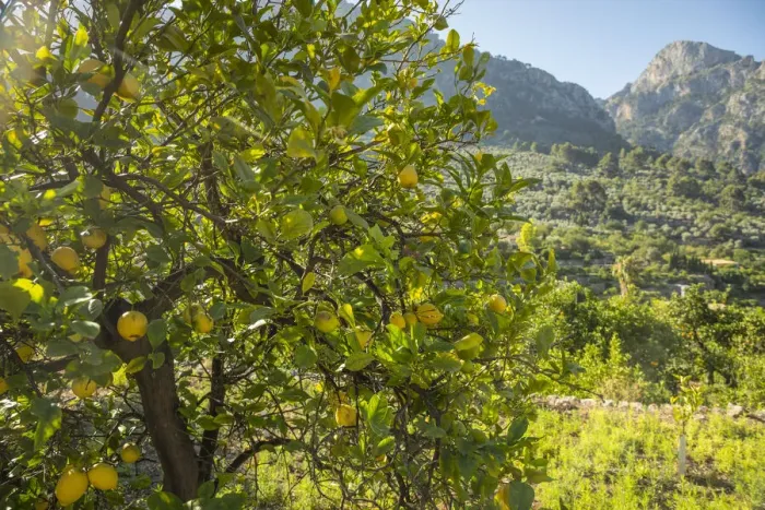 Framed Print : Fornalutx, Serra de Tramuntana, Mallorca, Balearic Islands, Spain Framed Print : Fornalutx, Serra de Tramuntana, Mallorca, Balearic Islands, Spain