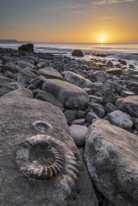 Framed Print : Fossilized ammonite on the Ammonite Pavement at sunrise, Lyme Regis, Dorset, England. Winter (February) 2022 Framed Print : Fossilized ammonite on the Ammonite Pavement at sunrise, Lyme Regis, Dorset, England. Winter (February) 2022