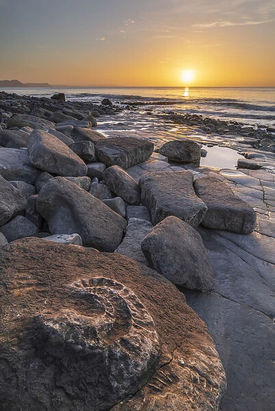Fossilized ammonite on the Ammonite Pavement at sunrise, Lyme Regis, Dorset, England. Winter (February) 2022