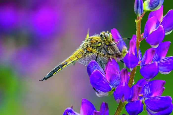 Framed Print : Four-spotted chaser (Libellula quadrimaculata) dragonfly, with prey, resting on lupine flower, Greater Sudbury, Ontario, Canada Framed Print : Four-spotted chaser (Libellula quadrimaculata) dragonfly, with prey, resting on lupine flower, Greater Sudbury, Ontario, Canada