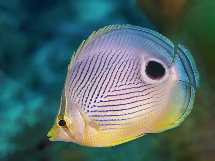 Framed Print : Foureye Butterflyfish (Chaetodon capistratus), Grand Cayman, Cayman Islands, British West Indies Framed Print : Foureye Butterflyfish (Chaetodon capistratus), Grand Cayman, Cayman Islands, British West Indies