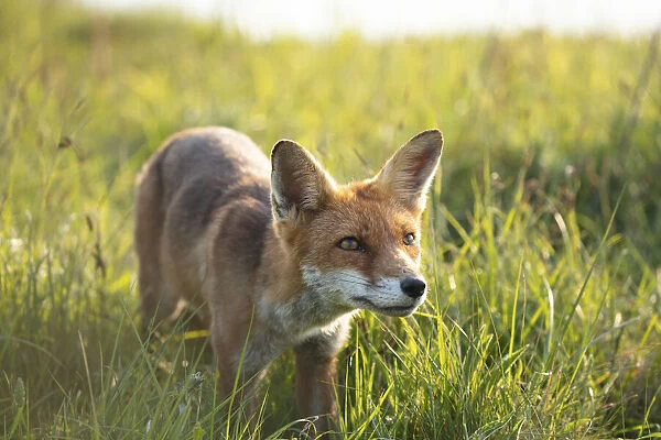 Fox, Isle of White, England, UK