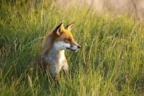 Fox, Isle of White, England, UK