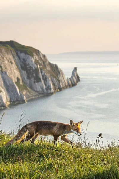 Fox and the Needles, Isle of White, England, UK