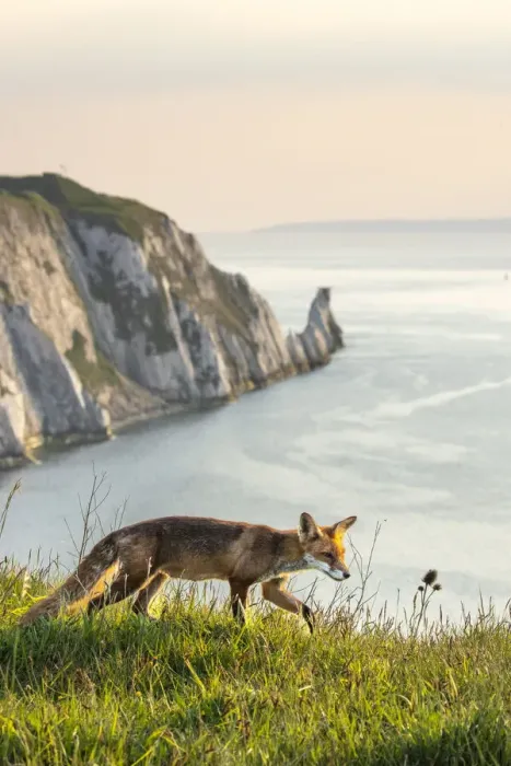 Framed Print : Fox and the Needles, Isle of White, England, UK Framed Print : Fox and the Needles, Isle of White, England, UK