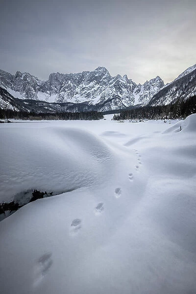 Fox tracks in the snow at Lago di Fusine, Julian Alps, Italy