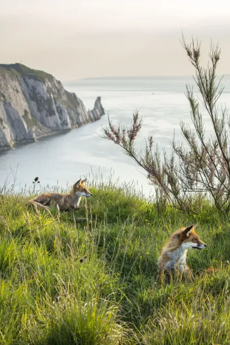 Framed Print : Foxes and the Needles, Isle of White, England, UK Framed Print : Foxes and the Needles, Isle of White, England, UK