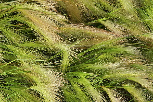 Foxtail barley Morris, Manitoba, Canada