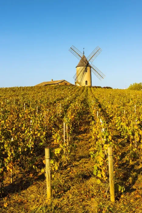 Framed Print : France, Auvergne-Rhone-Alpes, Rhone department, Beaujolais crus, Chenas Framed Print : France, Auvergne-Rhone-Alpes, Rhone department, Beaujolais crus, Chenas