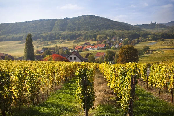France, Bas-Rhin, Alsace Region, Alasatian Wine Route, Mittelbergheim, vineyard, autumn