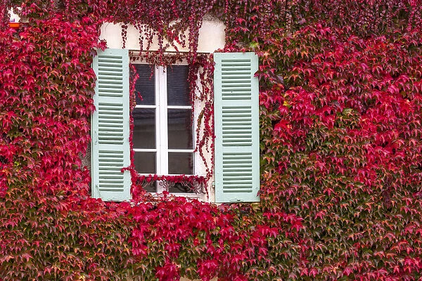 France, Bourgogne-Franche-Comta©, Burgundy, Tanlay, a window surrounded by red ivy