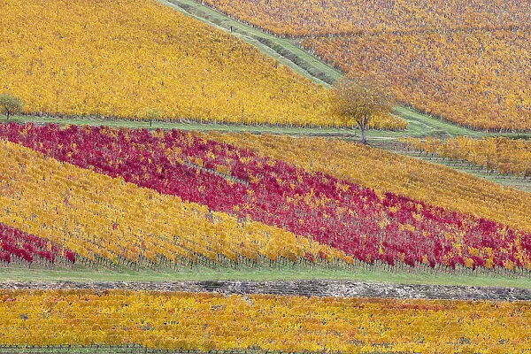 France, Bourgogne-Franche-Comta©, Burgundy, Beaune, vineyards in autumn colour