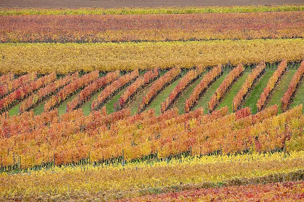 France, Bourgogne-Franche-Comta©, Burgundy, Beaune, vineyards in autumn colour