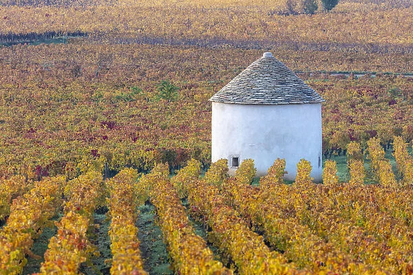 France, Bourgogne-Franche-Comta©, Burgundy, Beaune, a hut surrounded by vines in autumn