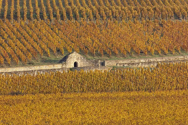 France, Bourgogne-Franche-Comta©, Burgundy, Beaune, a hut surrounded by vines in autumn