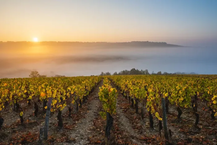 Framed Print : France, Bourgogne-Franche-Comte, Burgundy, Yonne, Irancy. Vineyards at sunrise Framed Print : France, Bourgogne-Franche-Comte, Burgundy, Yonne, Irancy. Vineyards at sunrise
