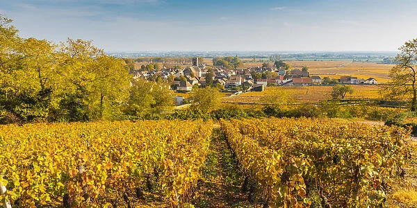France, Bourgogne-Franche-Comte, Burgundy, Cote-d Or, Pommard