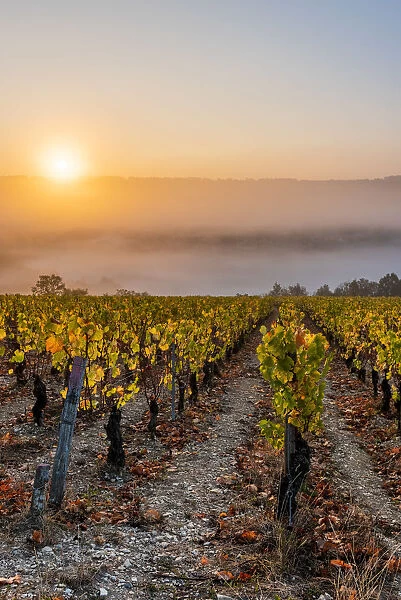 France, Bourgogne-Franche-Comte, Burgundy, Yonne, Irancy. Vineyards at sunrise